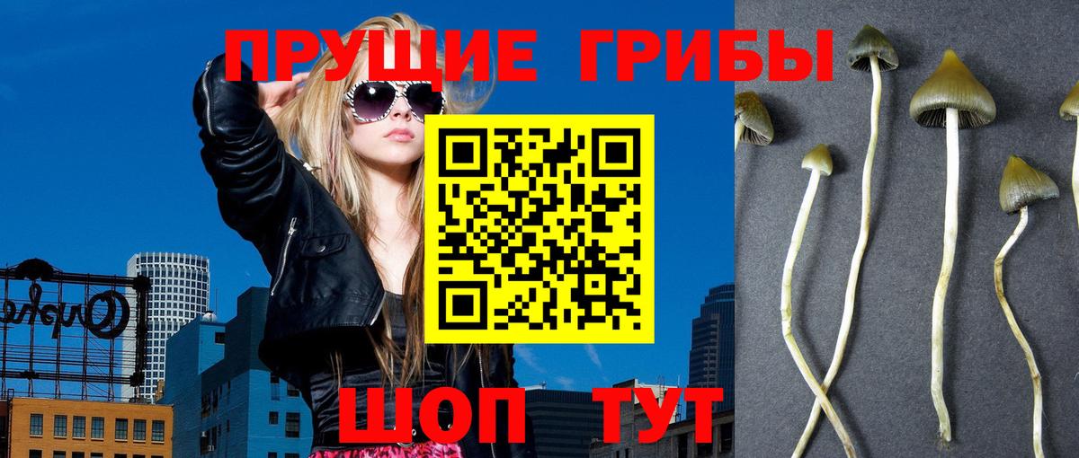 Петропавловск-Камчатский  Галлюциногенные грибы Cubensis  Вход с VPN 